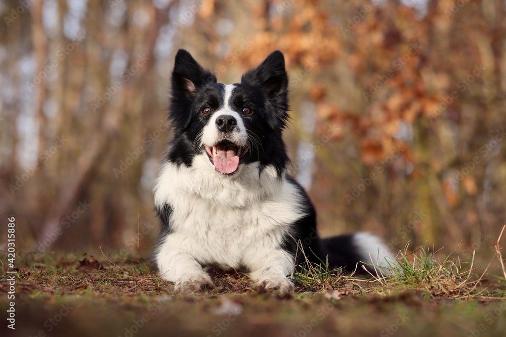 Adorable Black and White Border Collie Dog Lies Down in Autumn Forest. Happy Sheepdog in Nature.