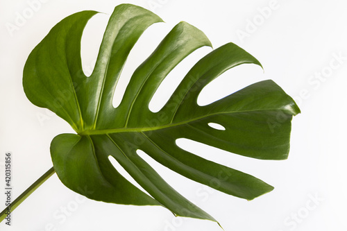 Top view of real Monstera Delicacy. Close-up of green fresh leaf on white background, copy space. Home plant care concept, urban jungle, natural home interior decoration, hobby. Horizontal