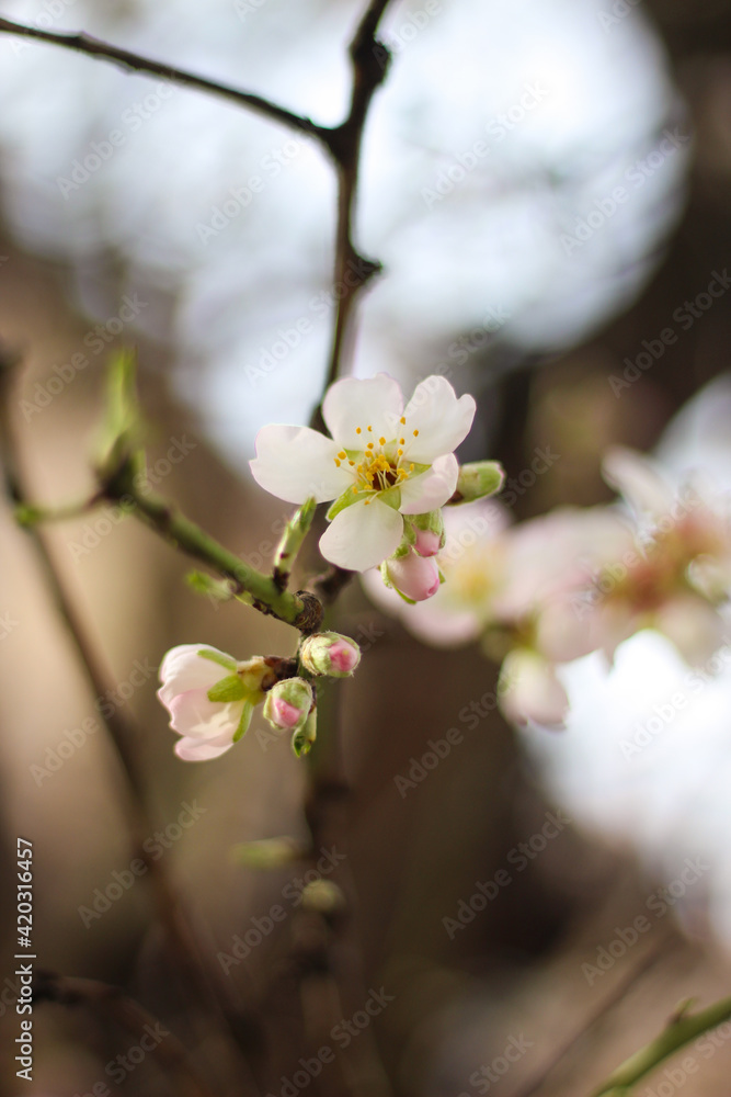 Spring pink flowers on the tree Spring pink flowers on the tree