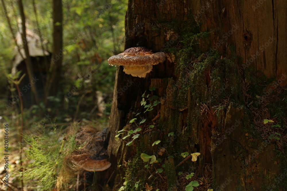 Fototapeta premium fomitopsis mushrooms on a tree with dew drops