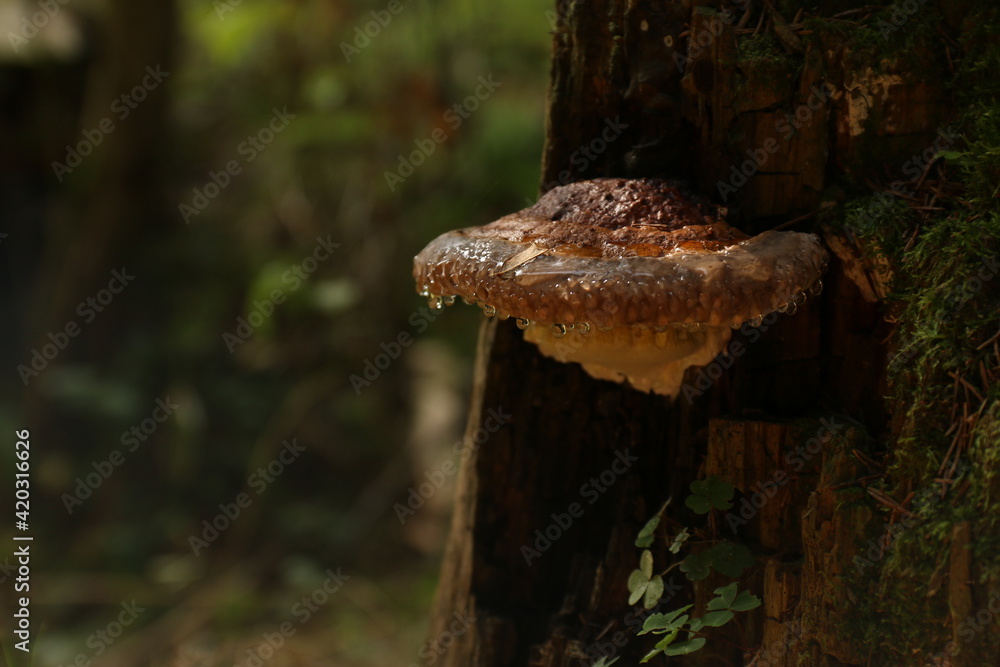 fomitopsis mushrooms on a tree with dew drops fomitopsis mushrooms on a tree with dew drops