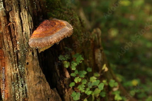 fomitopsis mushrooms on a tree with dew drops