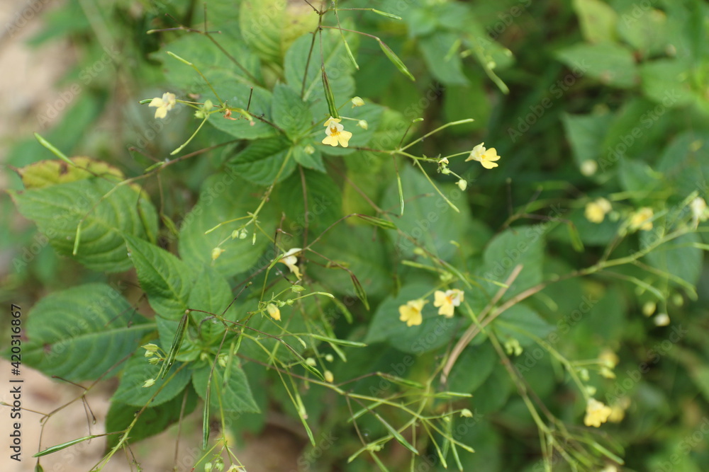 primrose, small flowering plants in the field primrose, small flowering plants in the field