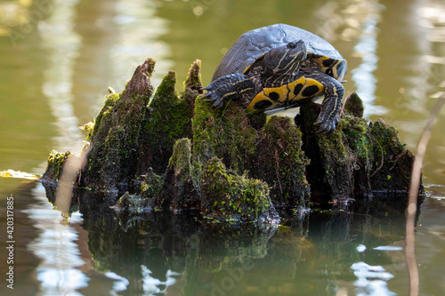 Yellow Bellied Slider Perched on a Cypress Stump photo