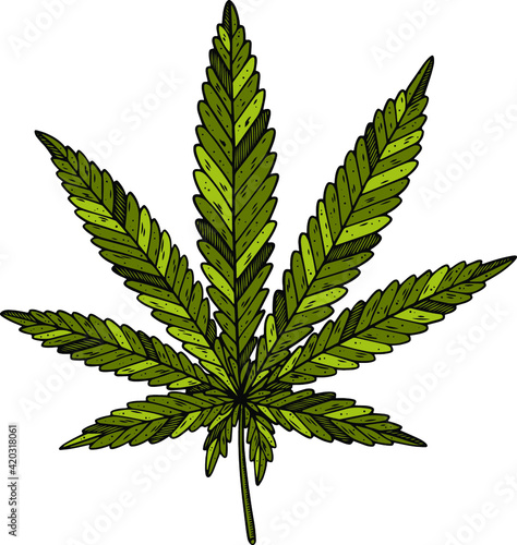 Vector illustration of green cannabis leaf on white background.