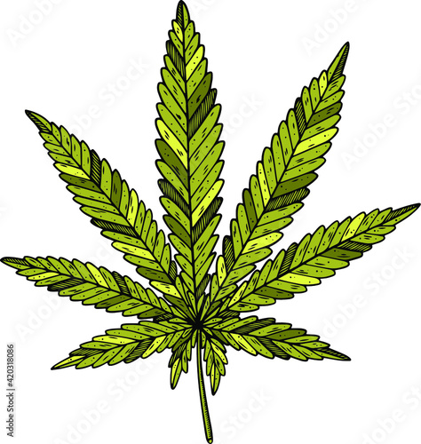 Vector illustration of green cannabis leaf on white background.