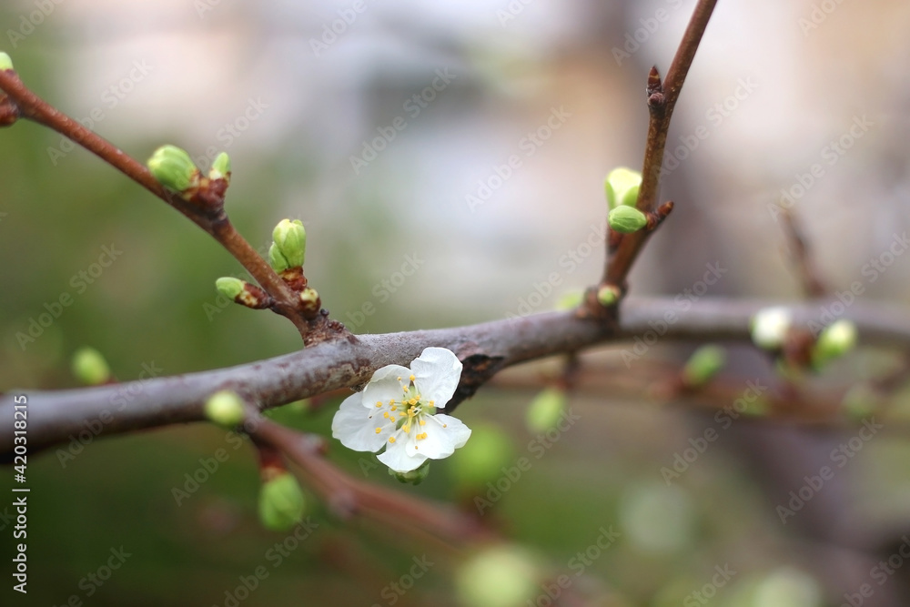 Spring blossoms on the plum tree. Selective focus. Spring blossoms on the plum tree. Selective focus.