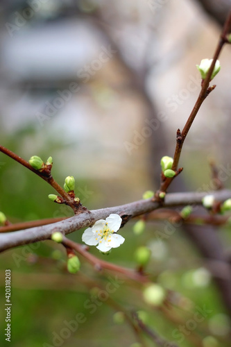Spring blossoms on the plum tree. Selective focus.