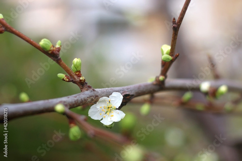 Spring blossoms on the plum tree. Selective focus.