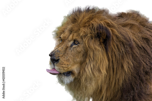 Close-up portrait of a large mighty maned lion which looks ahead carefully and licks its lips. The lion  Panthera leo  lives in grasslands  savannas and dense forests. It s a vulnerable species.