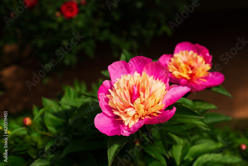 Natural flower background in a country garden