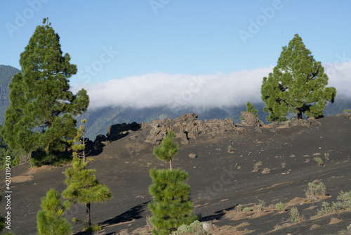 pines on black sand in front of mountains under clouds photo