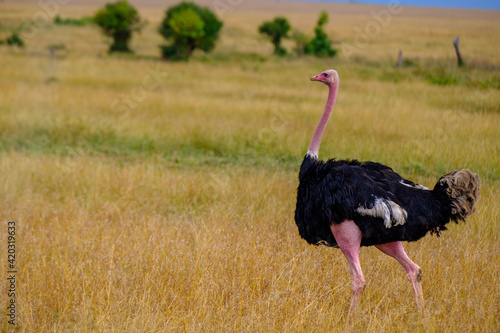 Ostrich in Masai Mara, Kenya photo