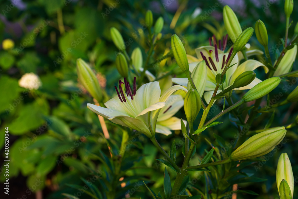 Natural floral background with blooming white lilies Natural floral background with blooming white lilies