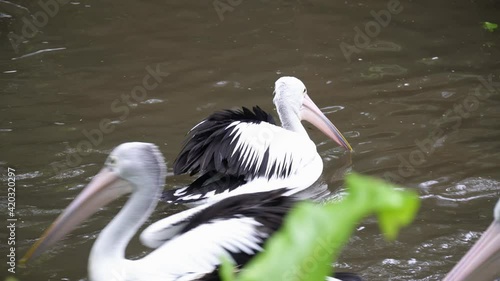 Several white-black pelicans swim in the pond. Bali, Indonesia.