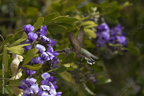 Hummingbird rushes in to feed on early blooming Texas Mountain Laurel photo
