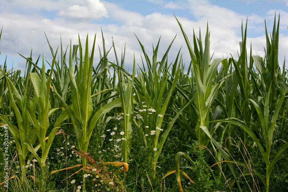 Fototapeta premium Corn field with meadow flowers and blue sky