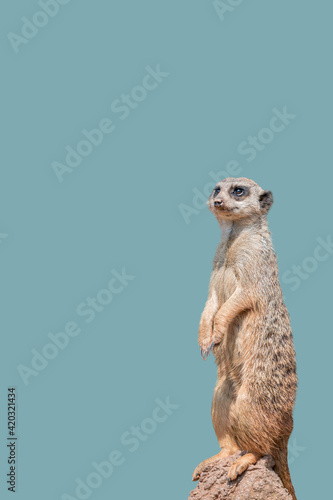 Cover page with a portrait of playful and curious suricate (meerkat) standing tall at watch, closeup, details. Solid background with copy space. Concept curiosity, attention, involvement.