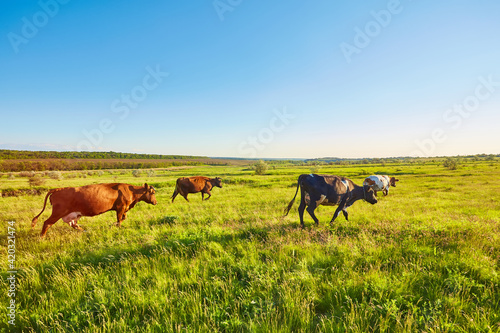 Cows grazing on a green meadow © Ryzhkov Oleksandr