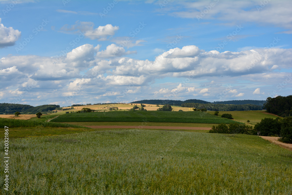 Fields in a landscape in summer Fields in a landscape in summer