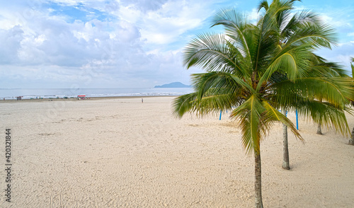 Palm tree on the beach of Santos city after dawn on a cloudy summer day.