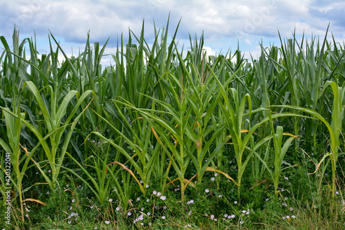 Close up of a corn field with blue sky