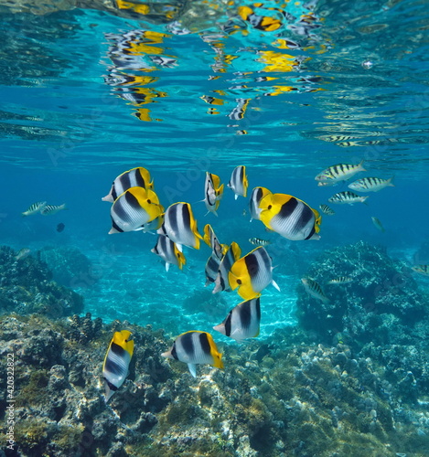 Group of tropical fish in the ocean partially reflected under water surface, double-saddle butterflyfish, south Pacific, French Polynesia