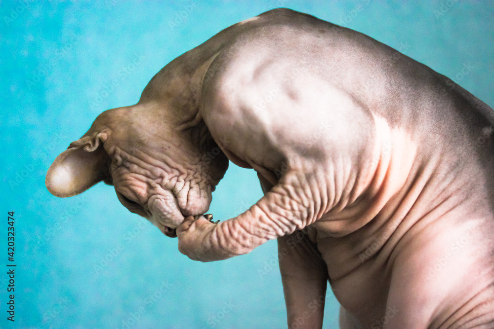 Naklejka premium Canadian Sphynx cat sitting and washing his face with a paw against a blue wall. A bald muscular cat with wrinkled skin close-up. Hypoallergenic unusual beautiful pets at home. Place for your text.