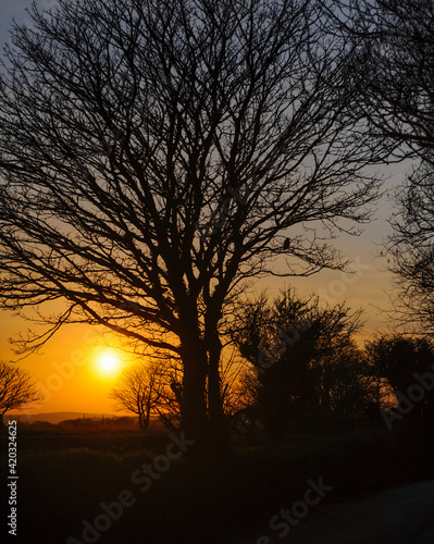 sunset in the Cornwall bird in tree