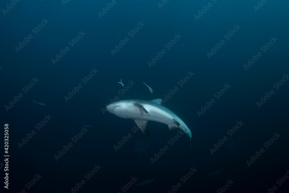 Bull shark swimming in the ocean. Sharks near the bait. Marine life in the Indian ocean. 