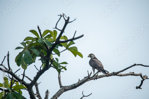 A lanner falcon perched on a tree © Mujib