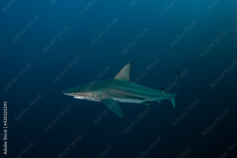 Blacktip shark swimming in the ocean. Sharks near the bait. Marine life in the Indian ocean. Blacktip shark swimming in the ocean. Sharks near the bait. Marine life in the Indian ocean.