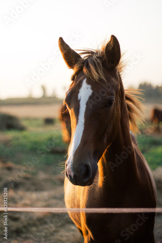 foal in sunset in latvian countryside