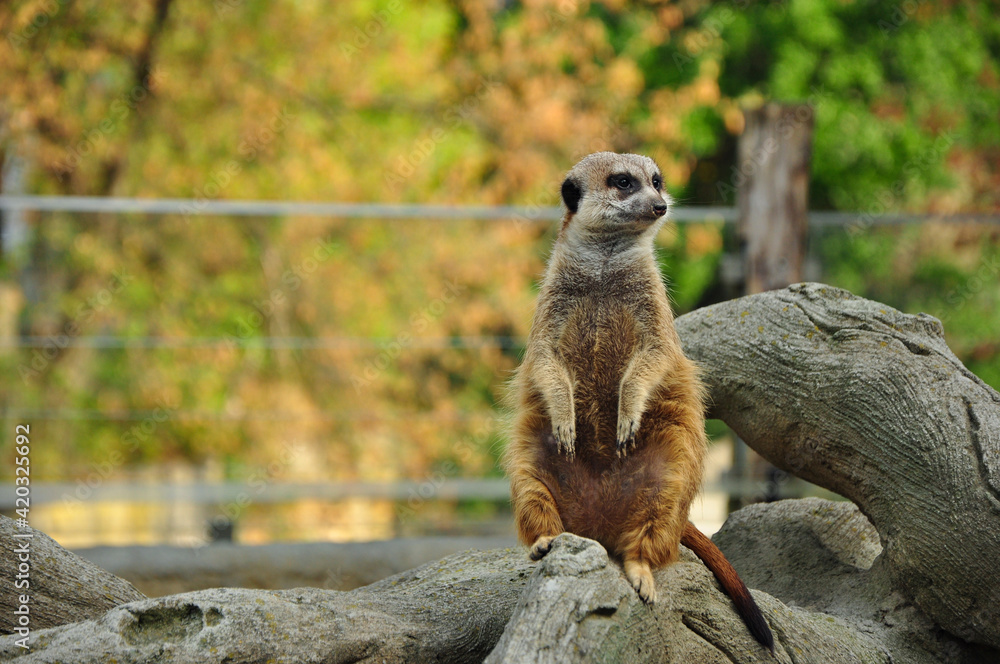 Obraz premium The funny suricate considering to eat