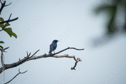 A starling perched on a branch
