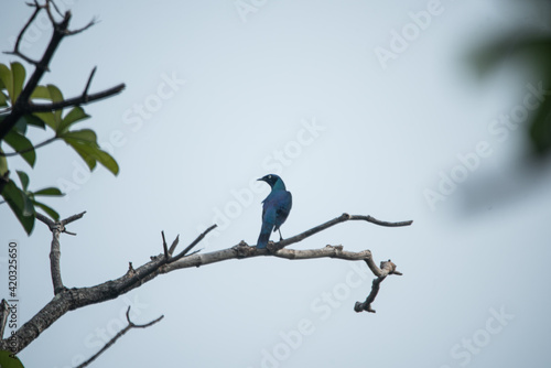 A starling perched on a branch © Mujib