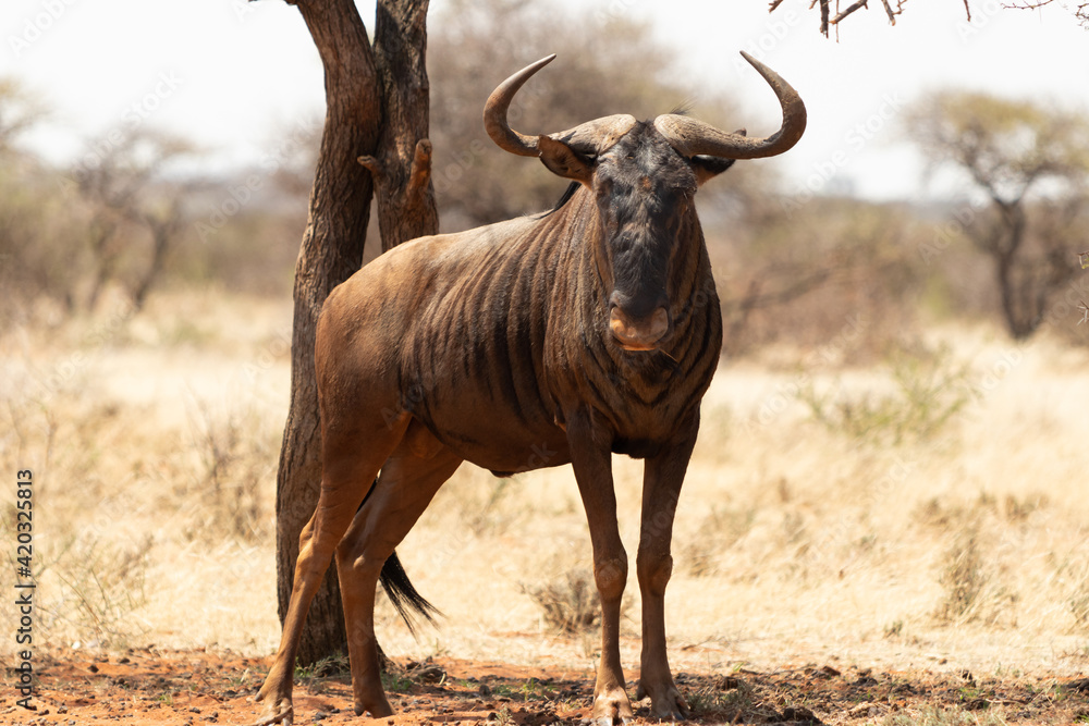 wildebeest in the desert wildebeest in the desert