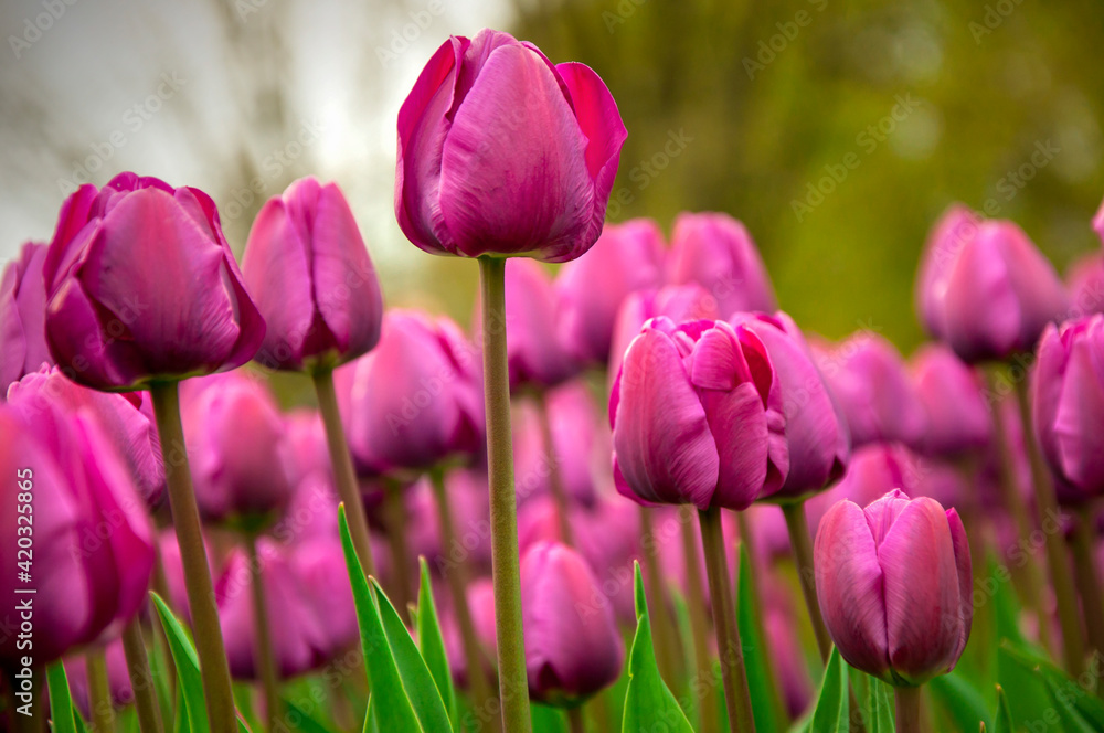 Obraz premium Beautiful purple tulips on a blurred background