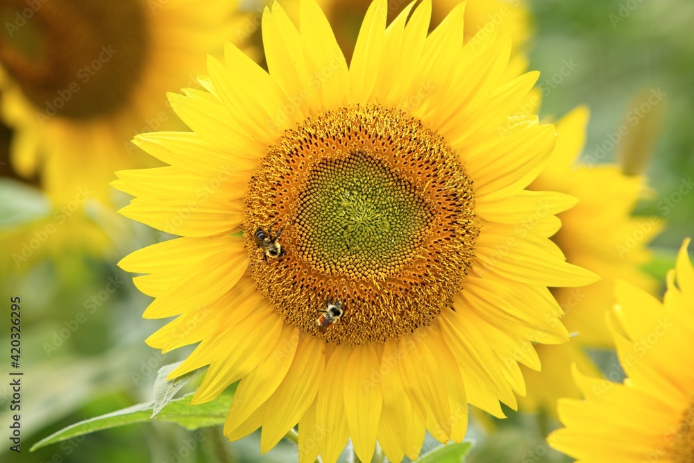 Sunflower with Bee