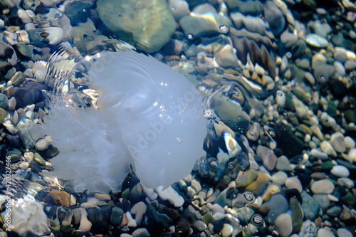 jellyfish in the sea © михаил майков