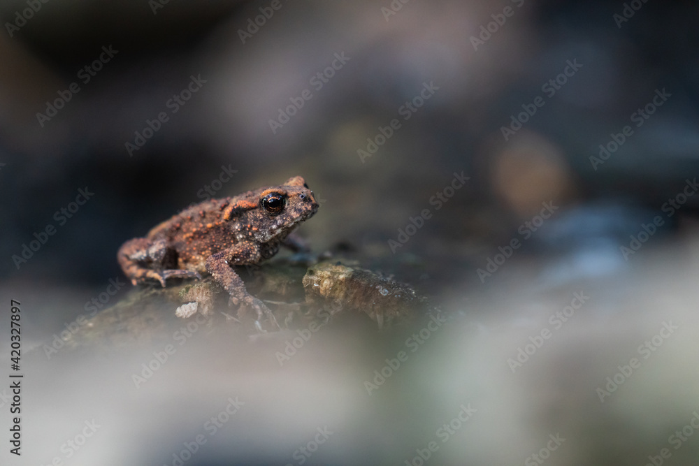 The common toad, Bufo bufo, isolated in the environment The common toad, Bufo bufo, isolated in the environment