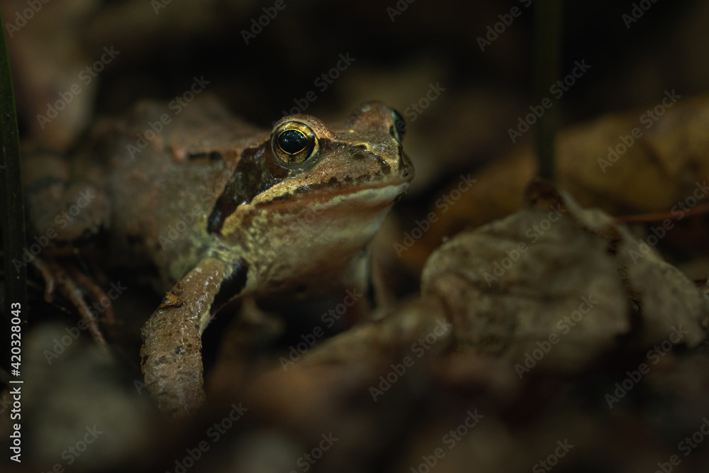 Fototapeta premium Rana dalmatina, a forest frog