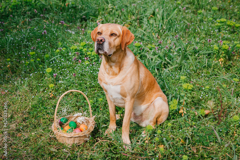 Labrador dog sitting with Easter eggs on the lawn on the grass. Easter pets concept. 
