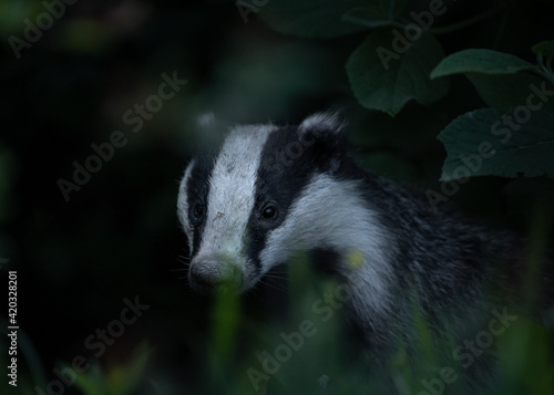 Meles meles or the badger in the environment © andrei