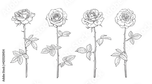 Four rose flowers, open rosebuds, leaves and stems Hand drawn realistic vector illustration.