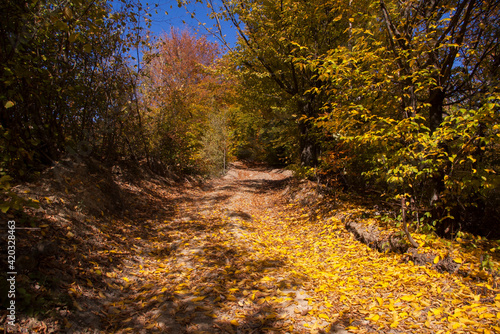 road to autumn, carpathian forest path photo