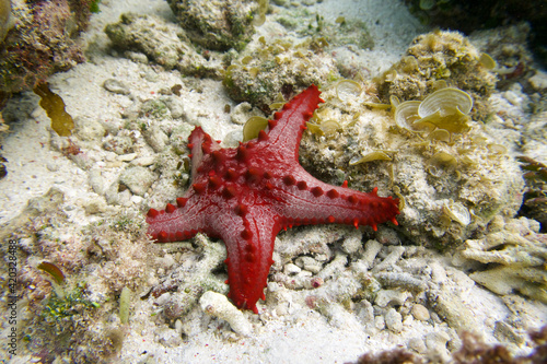 starfish on a reef