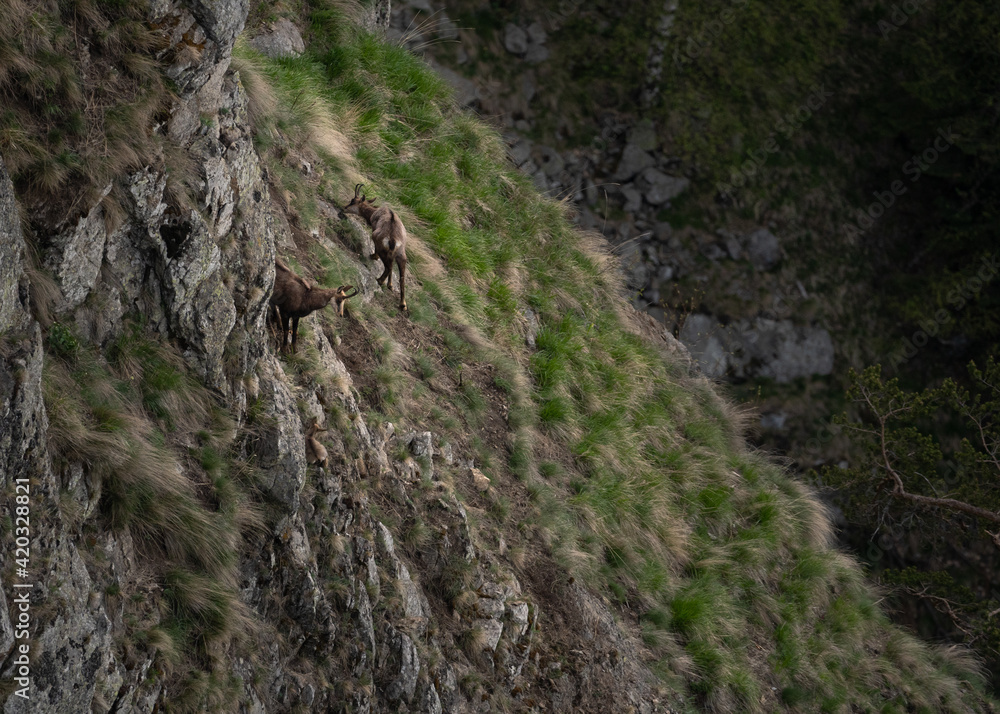 The chamois, Rupicapra rupicapra The chamois, Rupicapra rupicapra