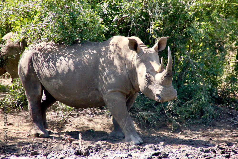 Fototapeta premium rhino in the wild