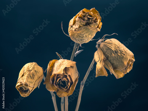 Quadro em tela four dry rose on dark background